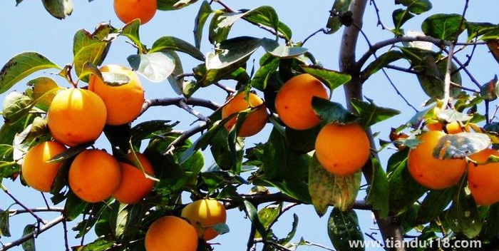 湖南邵陽這四種特產(chǎn)，遠近聞名，看看你吃過哪幾種？