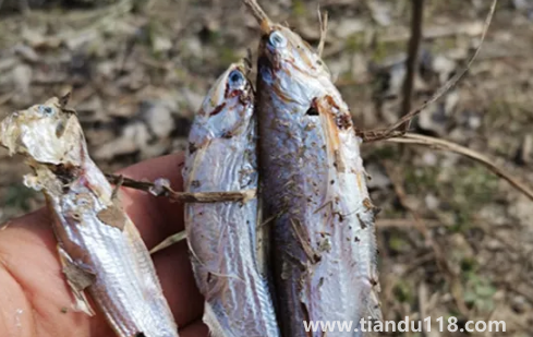6000元一斤的長(zhǎng)江刀魚真的存在嗎2